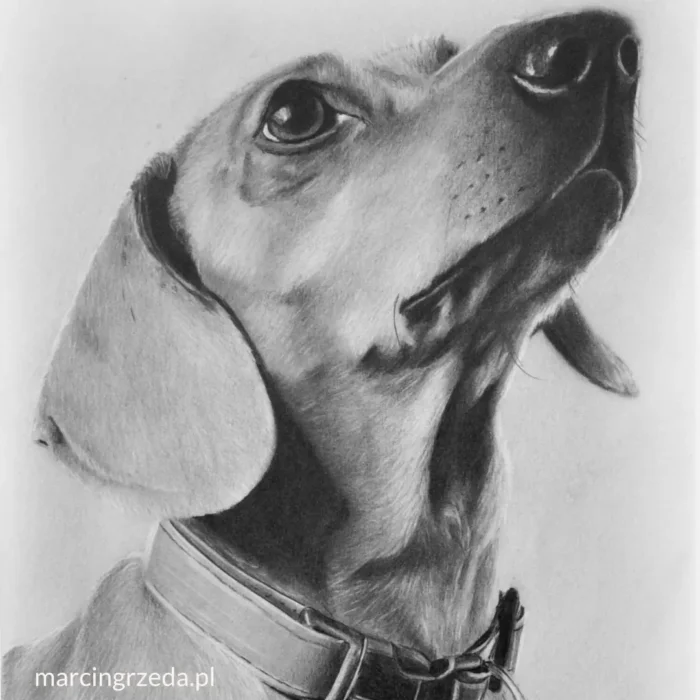 Wybierz portret jamnika aby przejść do pełnej galerii portretów zwierząt.