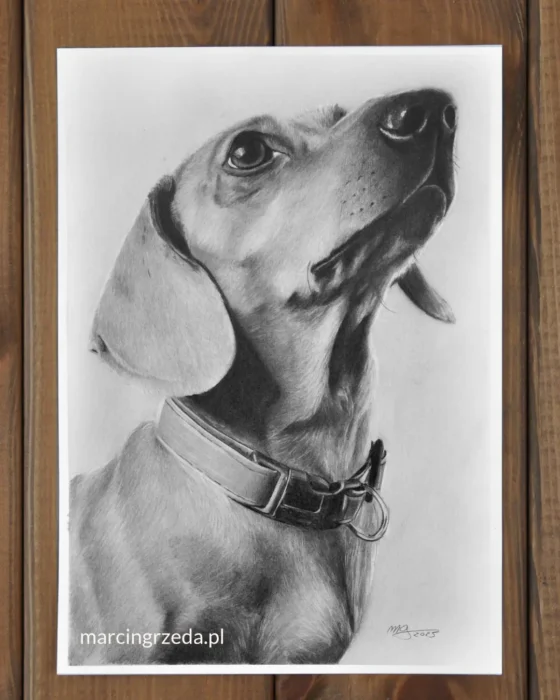 Portret zwierzaka ze zdjęcia na zamówienie. Rysunek ołówkiem przedstawia jamnika z krótką sierścią i obrożą. Jamnik patrzy w górę. Jest to portret więc piesek jest ujęty od szyi w górę. Rysunek ze swojego zdjęcia można u mnie zamówić w różnych formatach.