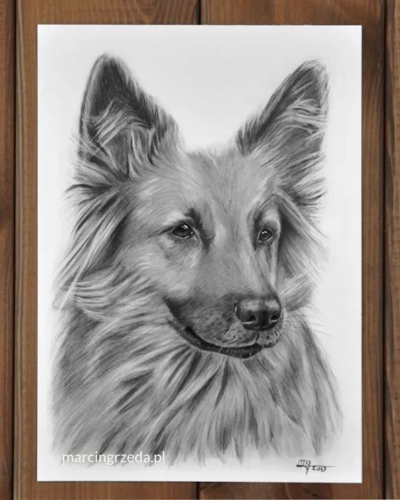 Rysunek ołówkiem przedstawiający portret psa prawdopodobnie owczarka o jasnej i długiej sierści. Portret jest formatu A4 wykonany na białym papierze i jest przykładem portretu ze zdjęcia na zamówienie. Taki portret ze swojego zdjęcia zwierzaka można u mnie zamówić.