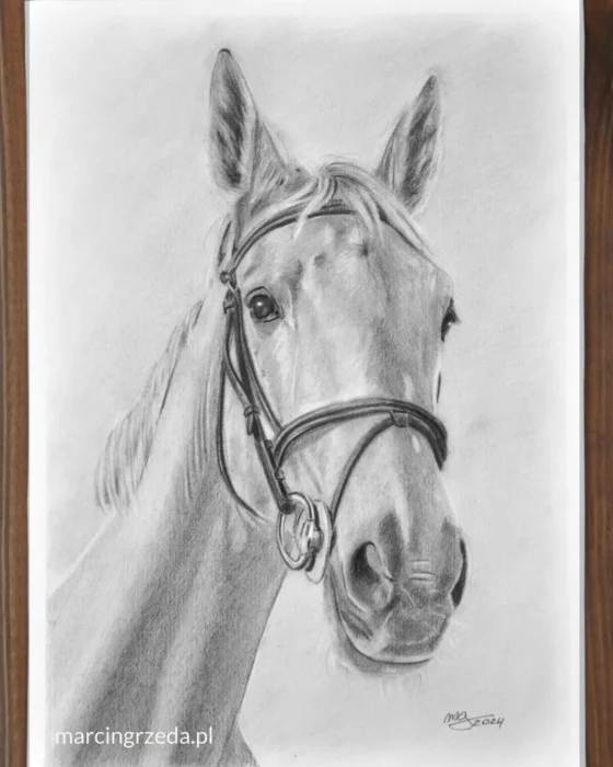 Portret siwego konia wykonany ołówkiem na białym papierze w formacie A4. Portrety zwierząt mogą być także pamiątką po ukochanym pupilu.