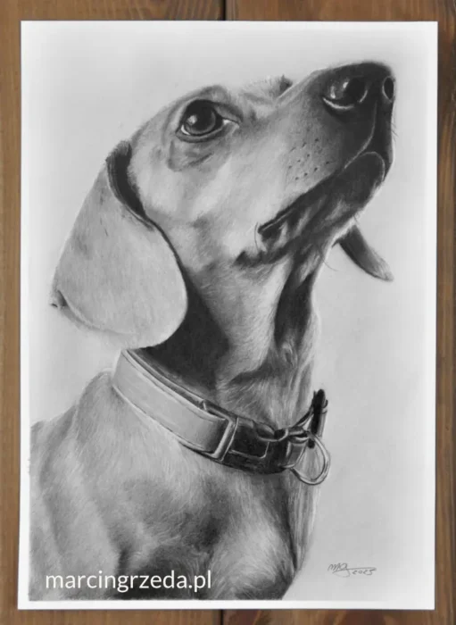 Rysunek wykonany ołówkiem przedstawia portret jamnika w obroży patrzącego w górę. Portret na zamówienie wykonany na białym papierze.
