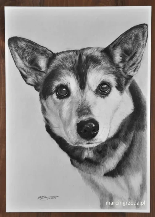 Portret psa - kundelka wykonany ołówkiem na białym papierze na zamówienie. Piesek jakby wygląda z portretu tak jakby wyglądał z okna. Format A4.