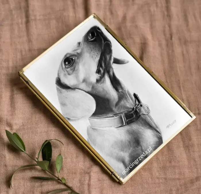 Zdjęcie przedstawia oprawiony w ramkę portret psa narysowany ołówkiem ze zdjęcia. Jest to przykład prezentu dla babci i dziadka jaki można im podarować. Portret ich ulubionego zwierzaka.