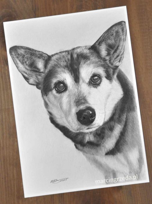 Portret wykonany na zamówienie ze zdjęcia. Rysunek ołówkiem przedstawia Pieska, kundelka bez obroży. Piesek patrzy na wprost z dużymi uszami.