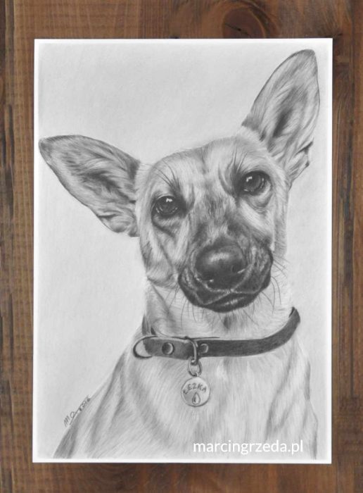 Portret zwierzaka ze zdjęcia na zamówienie wykonany ołówkiem. Rysunek przedstawia pieska w obroży. Jest wykonany w stylu realistycznym ołówkiem. Format A4.